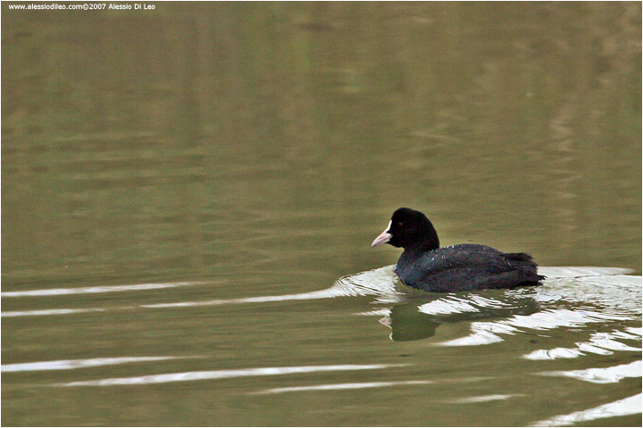 Folaga [Fulica atra]