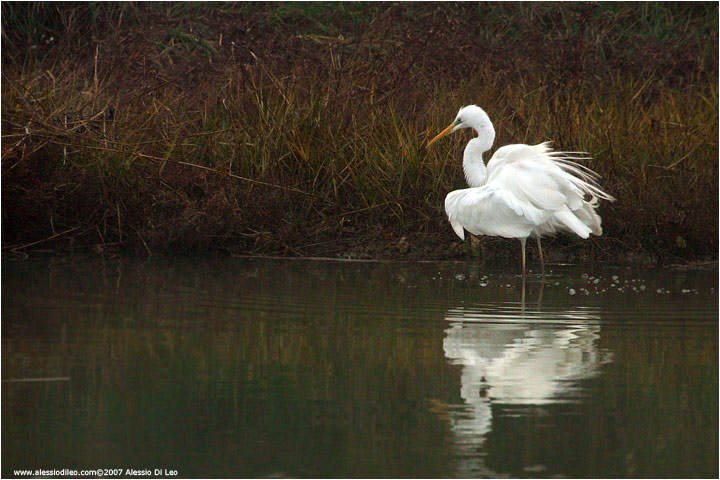 Airone bianco [Egretta alba]