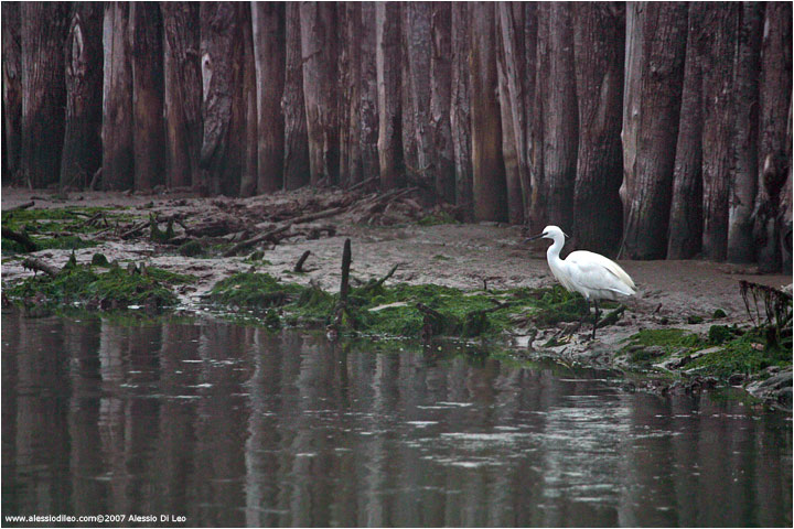 Garzetta [Egretta garzetta]