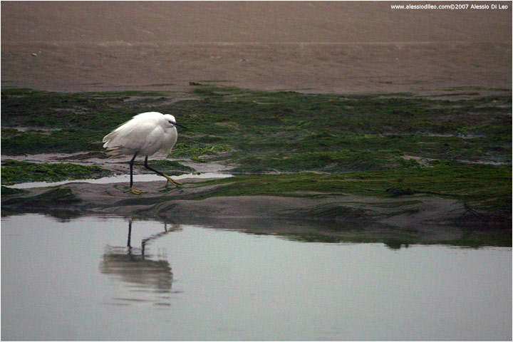 Garzetta [Egretta garzetta]