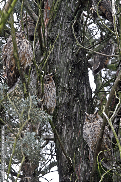 Roost di gufi comuni