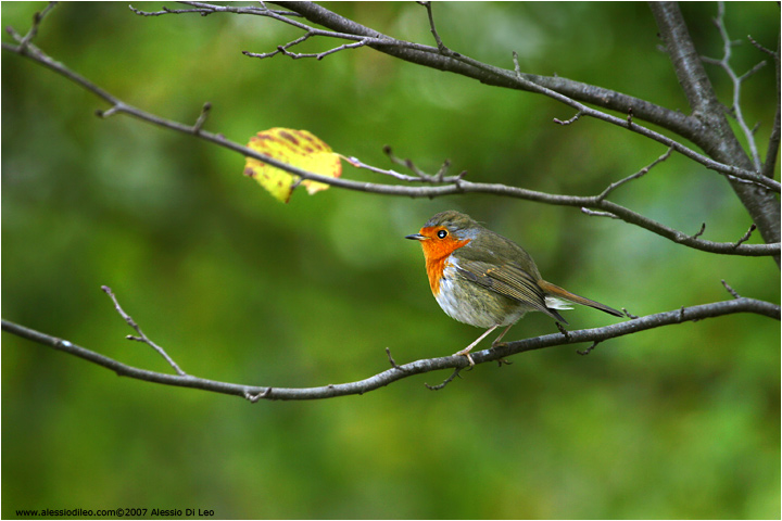 Pettirosso [Erithacus rubecola]