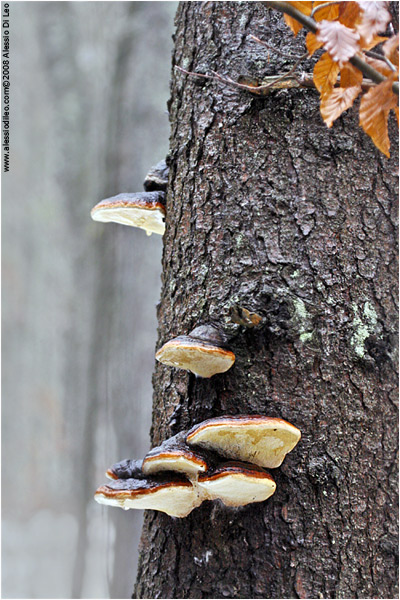 Fomitopsis pinicola