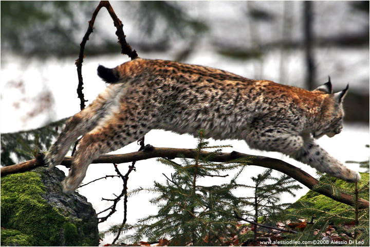 Cuccioli di lince che giocano