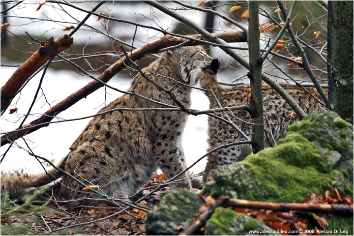 Cuccioli di lince che giocano