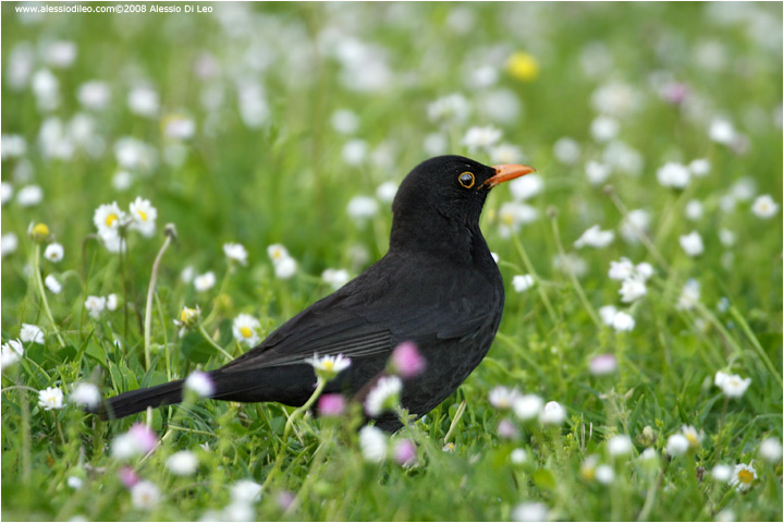 Merlo [Turdus merula]