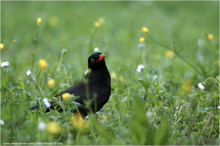 Merlo [Turdus merula]