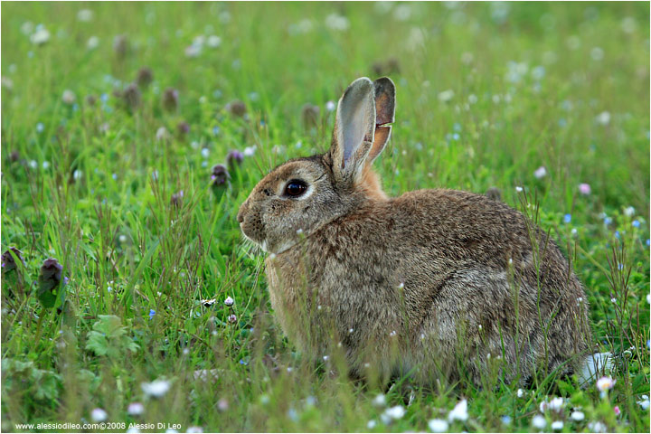 Coniglio selvatico [Oryctolagus cuniculus]