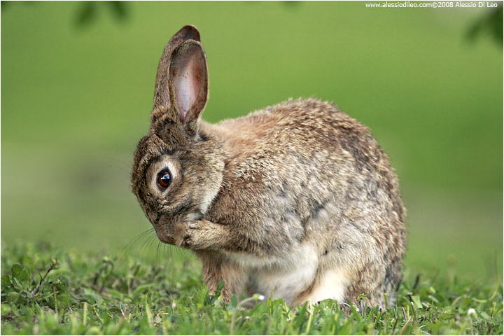 Coniglio selvatico [Oryctolagus cuniculus]