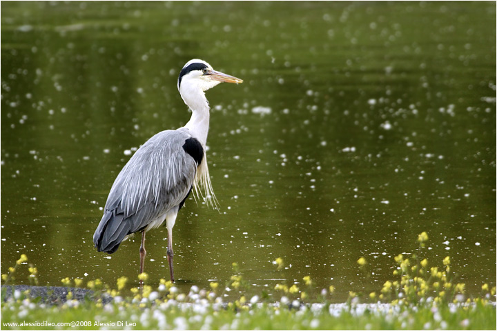 Airone cinerino [ardea cinerea]