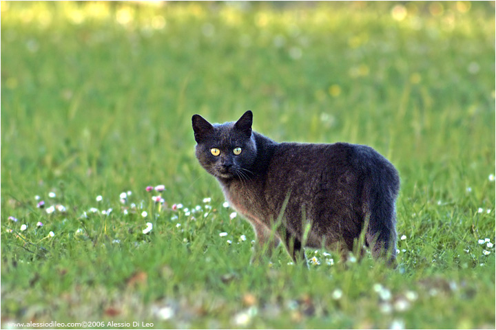 Il killer dei conigli, un gatto randagio!