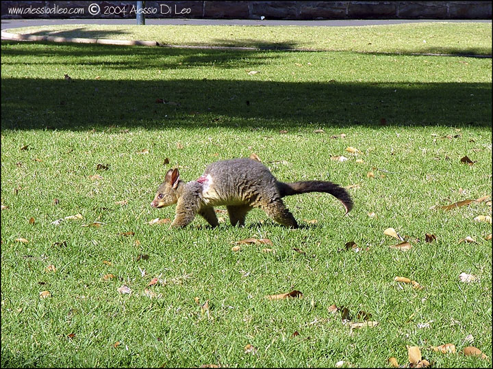 Australia: Sydney