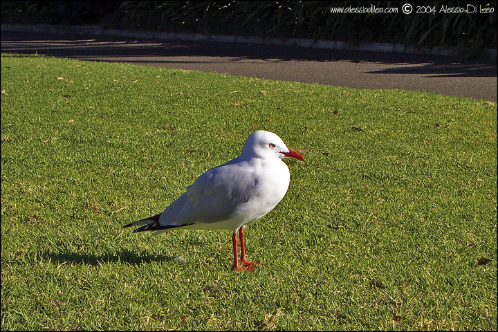 Australia: Sydney