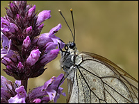 Aporia crataegi