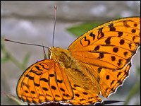 Argynnis adippe maschio