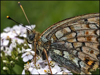 Argynnis niobe