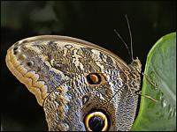 Caligo eurilochus