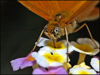 Dryas julia