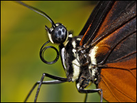 Heliconius hecale