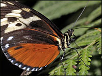 Heliconius hecale