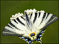 Iphiclides podalirius 