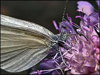 Leptidea sinapis