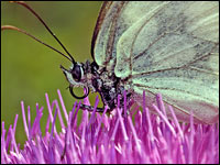 Melanargia galatea femmina