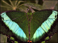 Papilio palinurus