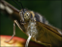 Parthenos sylvia