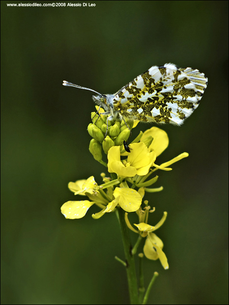 Anthocharis ardamines