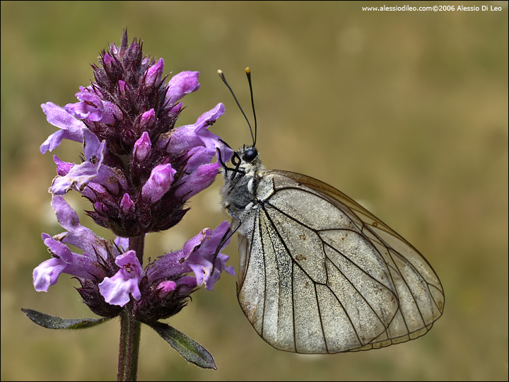 Aporia crataegi