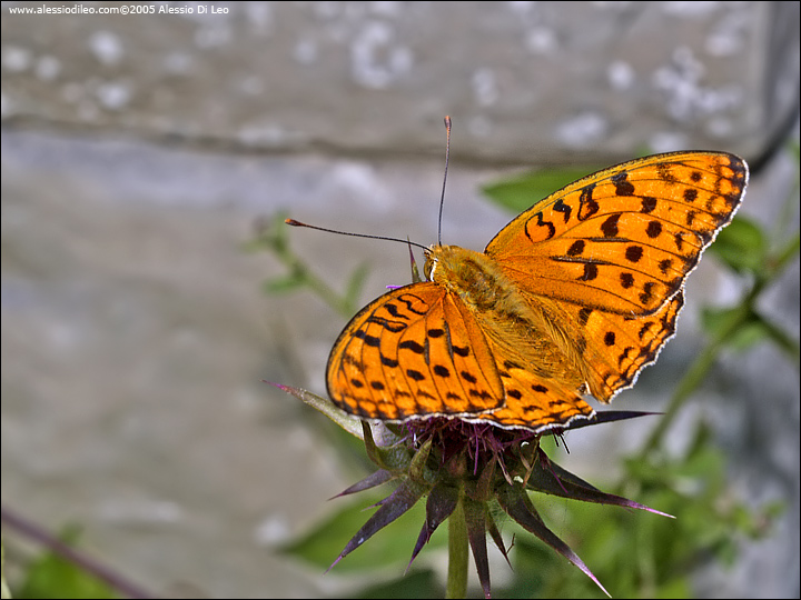 Argynnis adippe maschio