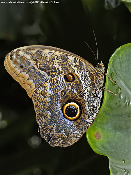 Caligo eurilochus