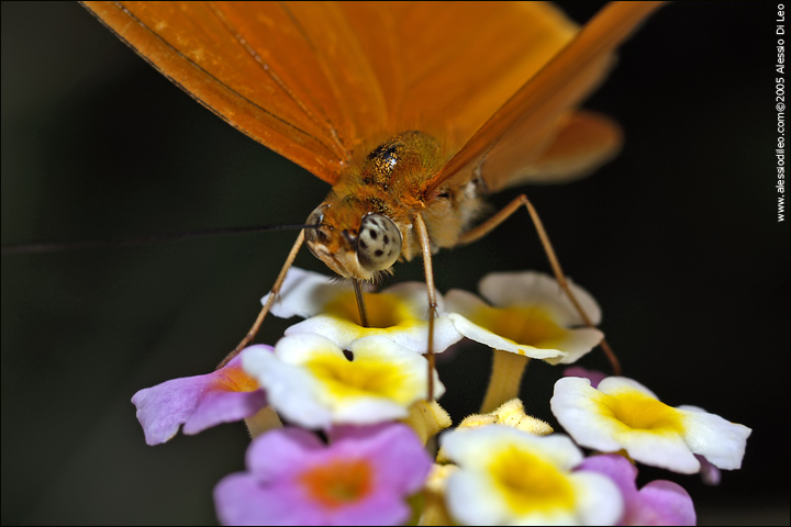 Dryas julia