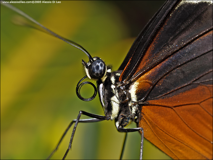 Heliconius hecale