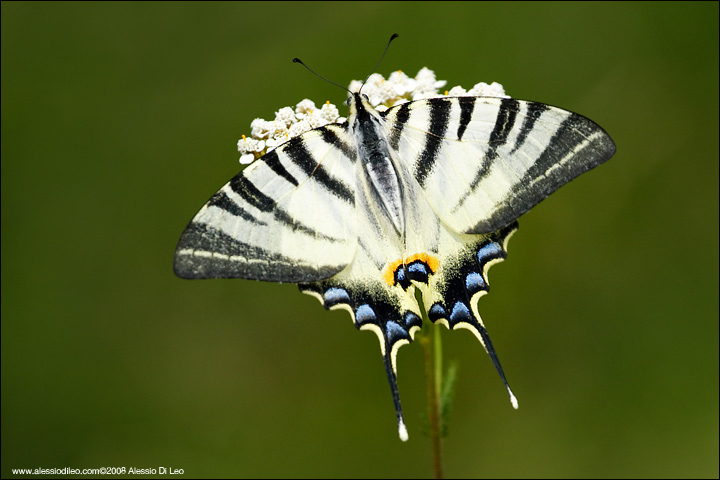 Iphiclides podalirius 