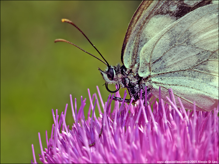 Melanargia galatea femmina