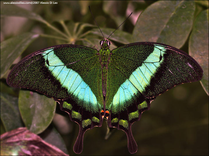 Papilio palinurus