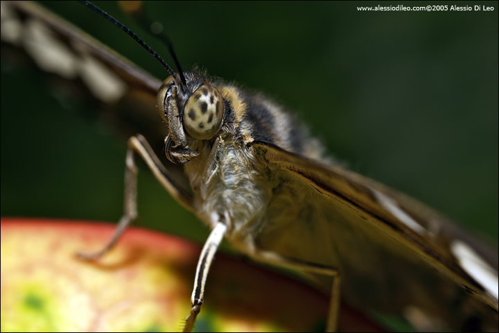 Parthenos sylvia