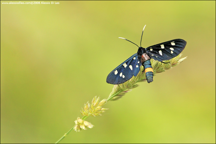 Synthomis phegea