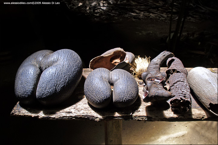 I semi sel Coco de Mer ricordano i fianchi della donna - Seychelles