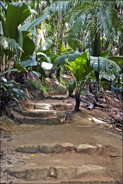 Sentieri nella riserva della Vallée de Mai - Seychelles