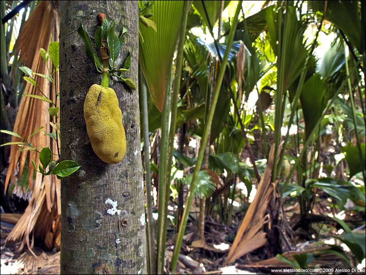 Jackfruit, uno dei frutti più grandi del mondo [Artocarpus heterophyllus] - Seychelles