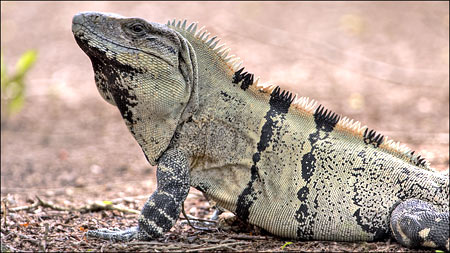 Iguana nera [Ctenosaura similis]