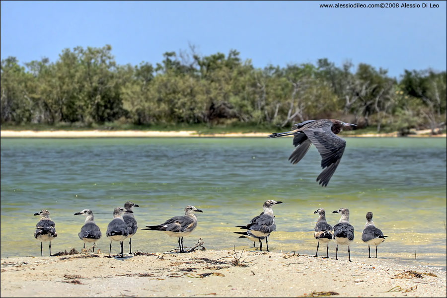 Un gruppo di gabbiani sghignazzanti [Larus atricilla] sorvolati da una Reddish egret [Egretta rufescens] - Isla Holbox