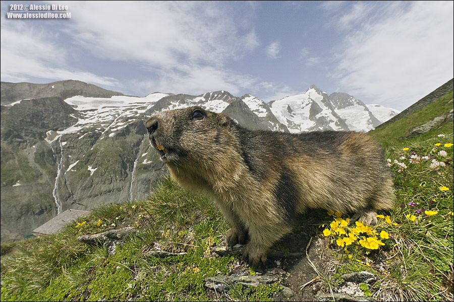 Fauna-alpina.jpg