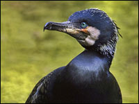 Cormorano [Phalacrocorax carbo]