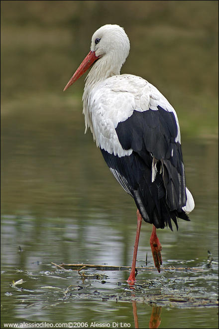 Cicogna bianca [Ciconia ciconia]