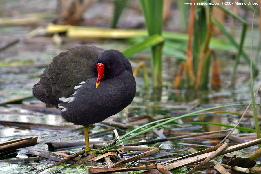 Gallinella d'acqua [Gallinula chloropus]