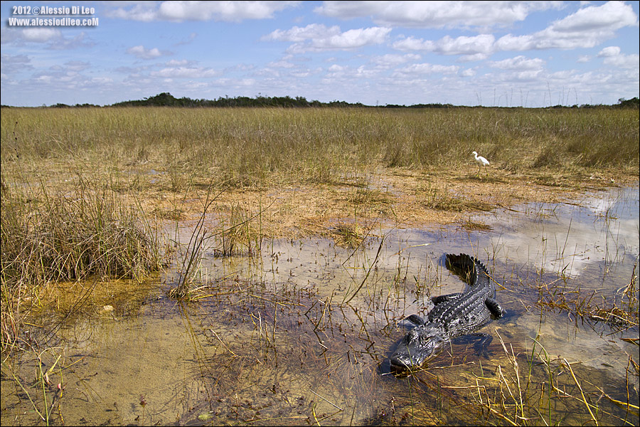 Alligatore-florida.jpg